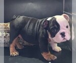 Small Bulldog