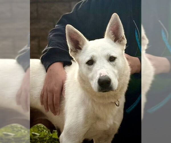 Medium Photo #2 German Shepherd Dog-Unknown Mix Puppy For Sale in Santa Maria, CA, USA