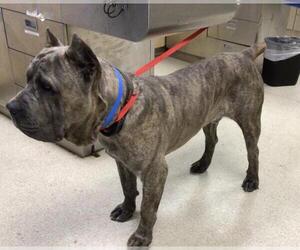 Mastiff-Unknown Mix Dogs for adoption in Riverside, CA, USA