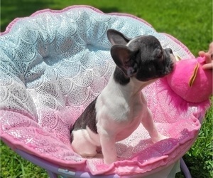 French Bulldog Puppy for sale in ORLANDO, FL, USA