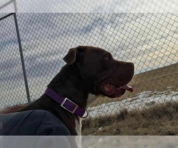 Medium Photo #4 American Pit Bull Terrier-Chocolate Labrador retriever Mix Puppy For Sale in Yoder, CO, USA