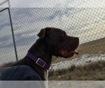 Small Photo #4 American Pit Bull Terrier-Chocolate Labrador retriever Mix Puppy For Sale in Yoder, CO, USA