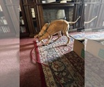 Small #26 Great Dane