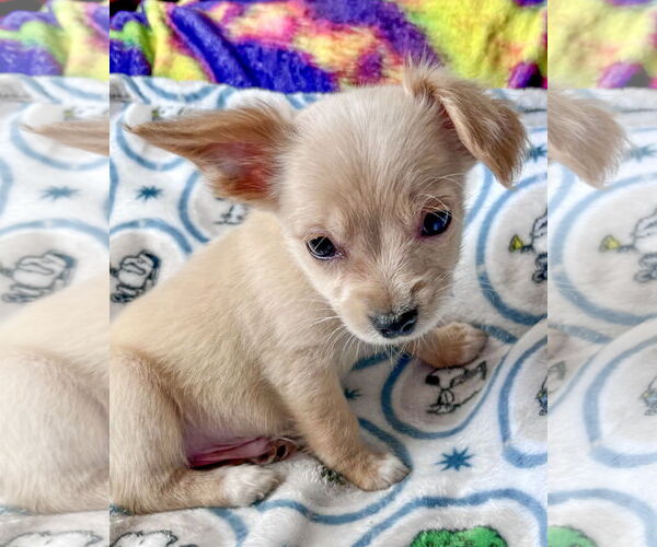 Medium Photo #5 Mutt Puppy For Sale in Corona, CA, USA