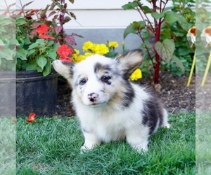 Medium Pembroke Welsh Corgi