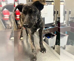 German Shepherd Dog Dogs for adoption in Downey, CA, USA