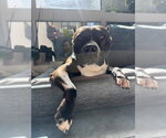 Small #25 American Staffordshire Terrier Mix