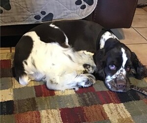 Cocker Spaniel Dog for Adoption in CADDO, Oklahoma USA