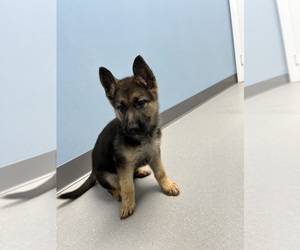 German Shepherd Dog Puppy for sale in EAST LYME, CT, USA