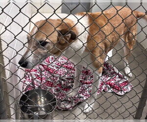 Collie-Unknown Mix Dogs for adoption in Olathe, KS, USA