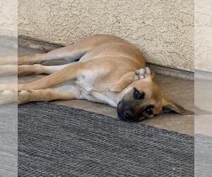 Lego Pup - Galaxy - Female Chihuahua-Unknown Mix Dog for Adoption - Photo #17