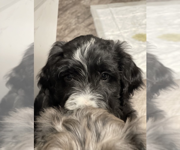 Medium Photo #2 Aussiedoodle Puppy For Sale in CROWN POINT, IN, USA