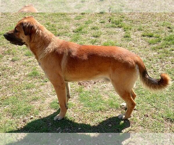 Medium Photo #3 Anatolian Shepherd-Unknown Mix Puppy For Sale in Cabool, MO, USA