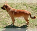 Small #2 Anatolian Shepherd Mix