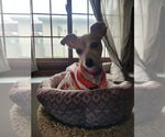 Small #2 Chihuahua Mix