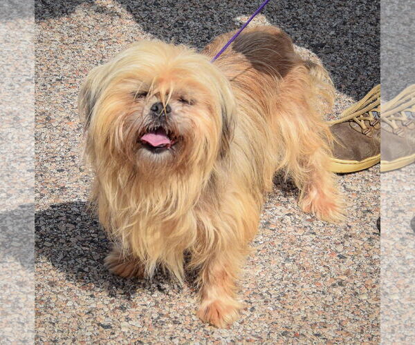 Medium Photo #5 Shih Tzu Puppy For Sale in Huntley, IL, USA