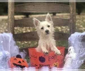 West Highland White Terrier Puppy for sale in MALVERN, AR, USA