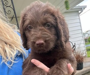 Labradoodle Puppy for sale in LEAVENWORTH, IN, USA