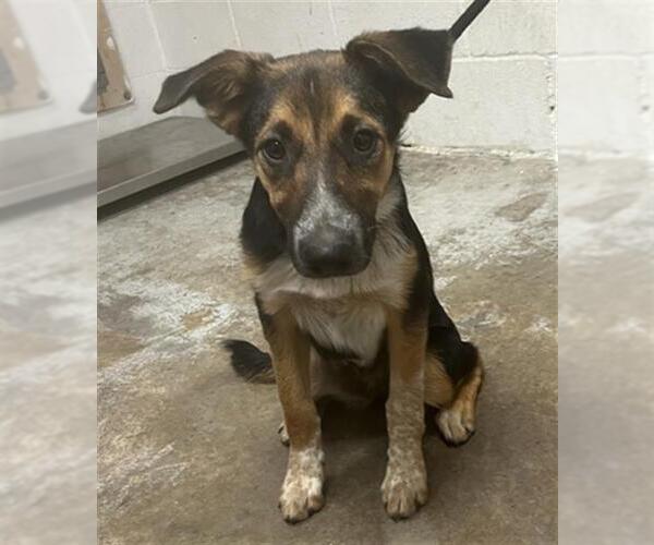 Medium Photo #1 Australian Cattle Dog-Unknown Mix Puppy For Sale in San Andreas, CA, USA
