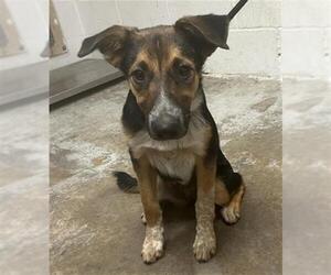 Medium Australian Cattle Dog Mix