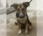 Small Australian Cattle Dog Mix