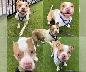 American Pit Bull Terrier Dogs for adoption in Boston, MA, USA