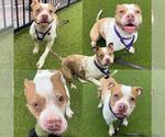 Small American Pit Bull Terrier