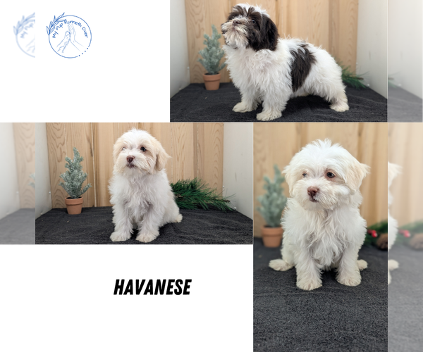 Medium Photo #12 Havanese Puppy For Sale in GOSHEN, IN, USA