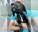 Small #2 Mutt