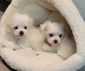 Maltese Puppy for sale in MAYWOOD, IL, USA