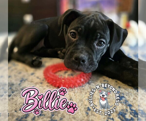 Medium Photo #2 Boxer-Unknown Mix Puppy For Sale in Omaha, NE, USA
