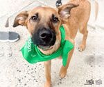 Small #1 Black Mouth Cur Mix