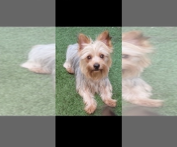 Medium Photo #1 Yorkshire Terrier Puppy For Sale in AKRON, OH, USA