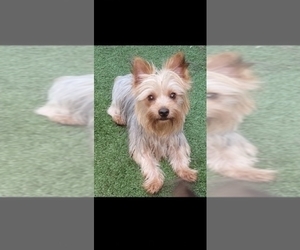 Father of the Yorkshire Terrier puppies born on 03/31/2026