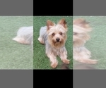 Small Photo #1 Yorkshire Terrier Puppy For Sale in AKRON, OH, USA