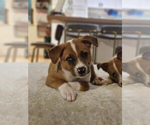Catahoula Leopard Dog-German Shepherd Dog Mix Dogs for adoption in Santa Cruz, CA, USA