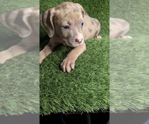 American Bully Puppy for sale in GROVETOWN, GA, USA