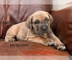 Small #1 Cane Corso