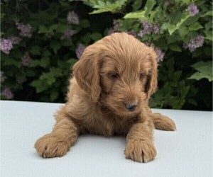 Goldendoodle (Miniature) Puppy for sale in WITHEE, WI, USA