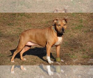 Staffordshire Bull Terrier-Unknown Mix Dogs for adoption in Pittstown, NJ, USA