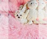 Small #4 Cavapoo (Toy)