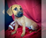 Small #2 Labrador Retriever Mix