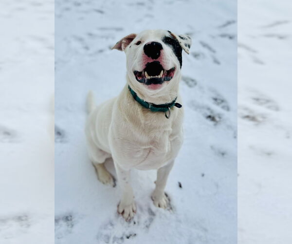 Medium Photo #2 BD Terrier Puppy For Sale in Clarkesville, GA, USA