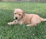 Small Photo #10 Golden Retriever Puppy For Sale in ELKHART, IN, USA