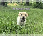 Image preview for Ad Listing. Nickname: Litter of 4