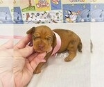 Small #1 Dachshund