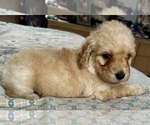 Small Photo #44 Goldendoodle (Miniature) Puppy For Sale in PENSACOLA, FL, USA