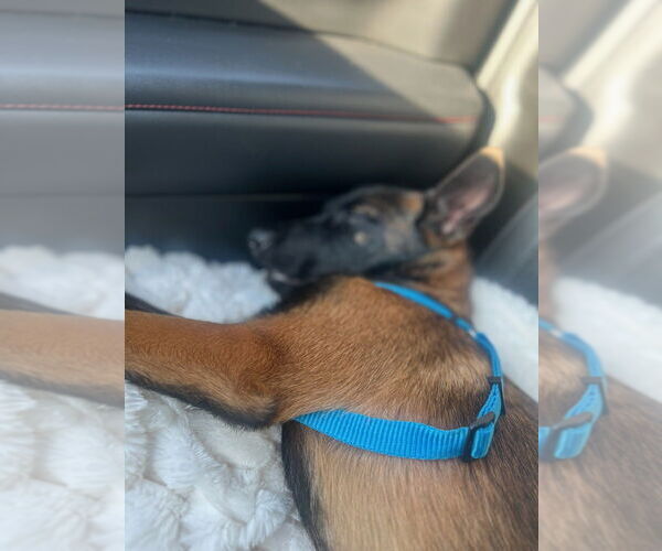 Medium Photo #4 Mutt Puppy For Sale in Imlay City, MI, USA