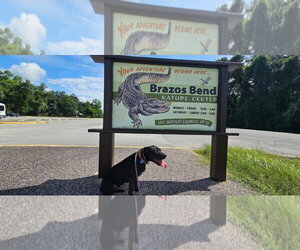 American Pit Bull Terrier-Unknown Mix Dogs for adoption in Rosenberg, TX, USA