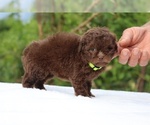 Small #7 ShihPoo